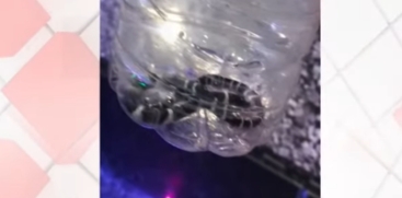 More Snakes Found Inside Aljo’s House