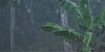 rain