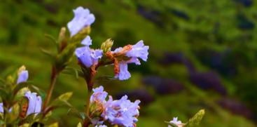 Neelakurinji Blooms in Chokramudi