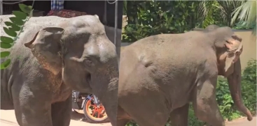 Wild Elephant Attack in Perambra, Kozhikode