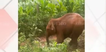 Baby Elephant Rescued From Well in Pathanamthitta 