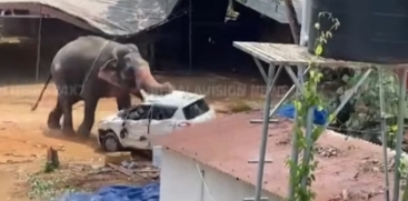 Elephant Goes Berserk in Angamaly