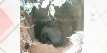 Wild Elephant Falls into Well in Thannithodu
