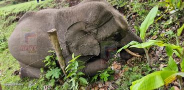 Kerala: Wild elephant found dead in Attapadi