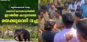 wild-elephant-stir-safety-concerns-district-collector-calls-in-experts