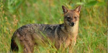 FOX
