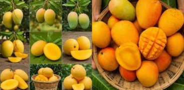  Unique Mango Varieties