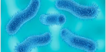 Shigella Cases Confirmed in Keral
