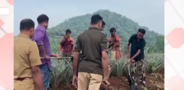 King Cobra Caught from Pineapple Plantation in Thrissur Kalady Plantation