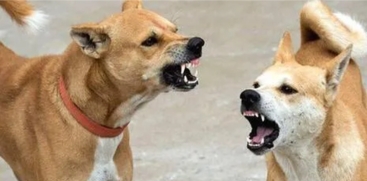Pothencode Street Dog Attack: 20 People Injured