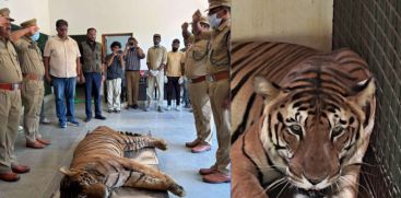 nandu tiger