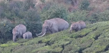 Wild Elephant Padayappa Resurfaces in Munnar Plantation Area