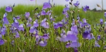  Madayippara in Blue