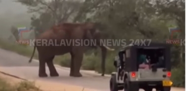 Wild Elephant Blocks Road in Marayoor