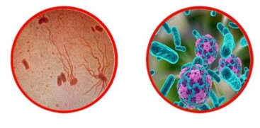 Waterborne Disease 