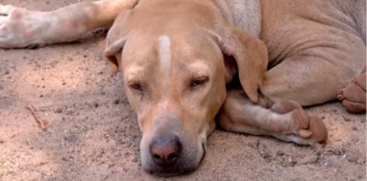 Stray Dogs