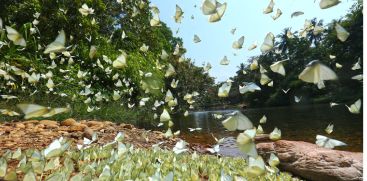 The sight of butterfly migration in Aralam is awe-inspiring