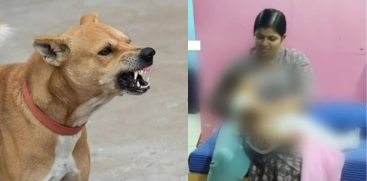 Street Dog Attack