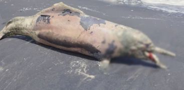 dolphin