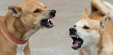 Stray Dog Attack Reported