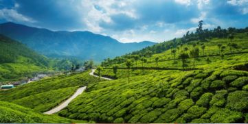  Tea plantation