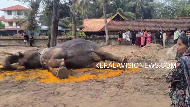 elephant collapsed