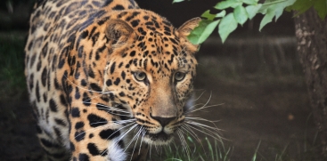 Leopard Attack Reported Again in Cheeral, Wayanad