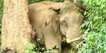 elephant