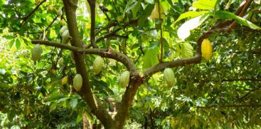 Cocoa price in high range at all-time record