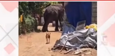 Mahout killed by elephant during Kongad temple festival