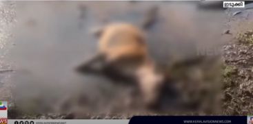 Idukki Munnar hit by wild animal disturbance