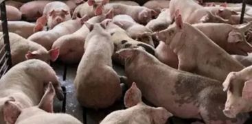 SWINE FLU