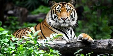 tiger