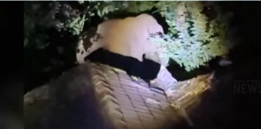 Wild Elephant Enters Meppadi Area Again