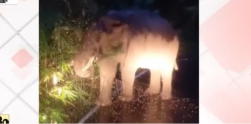 Wild Elephant 'Kabali' Blocks Malakkappara Road Again