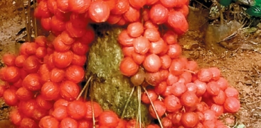 Moottipazham