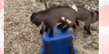  Baby Goats Fighting Over a Stool Mocks Kerala Congress CM Conflict