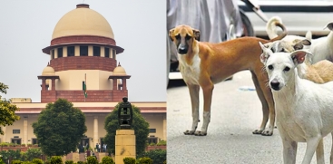 Supreme Court Mandates Removal of Stray Dogs from Public Places