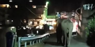 Wild Elephant Spotted Near Munnar Police Station