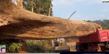 The driver and the children escaped unhurt; A tree fell on the moving vehicle