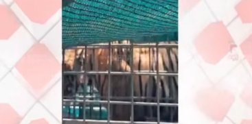 Tiger Captured in Munnar