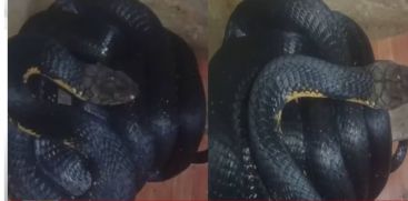 cobra