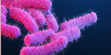 Shigella Outbreak in Wayanad