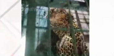 Leopard Trapped in Forest Department Cage at Mannarkkad 
