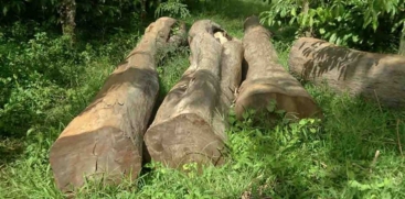 Muttil Tree Felling Case