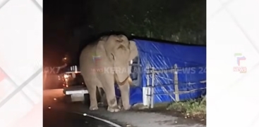 Wild Elephant 'Padayappa