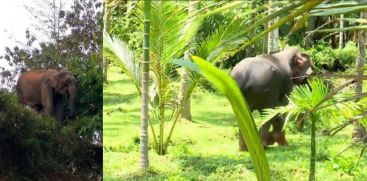 elephant
