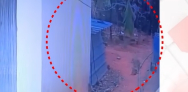 Chelakkara Leopard Sighting