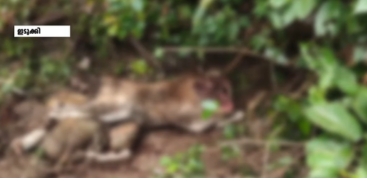 Tiger Attack in Munnar