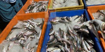 About 100 kg of old fish was caught
